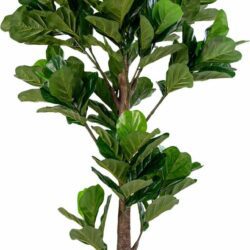 Fiddle Leaf Tree - Kunstplant 190 cm.