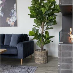 Fiddle Leaf Tree - Kunstplant 190 cm.