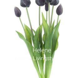 Bos tulpen bush black