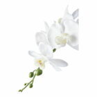 Orchidee Kunstplant, groen/wit 49 cm