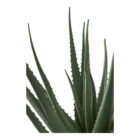 Aloe Vera kunstplant groen 51cm